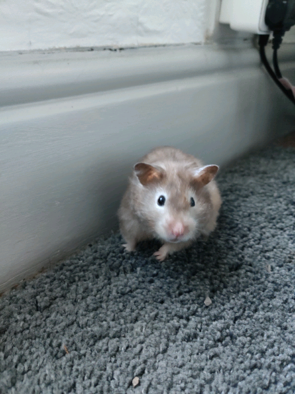 syrian hamster gumtree